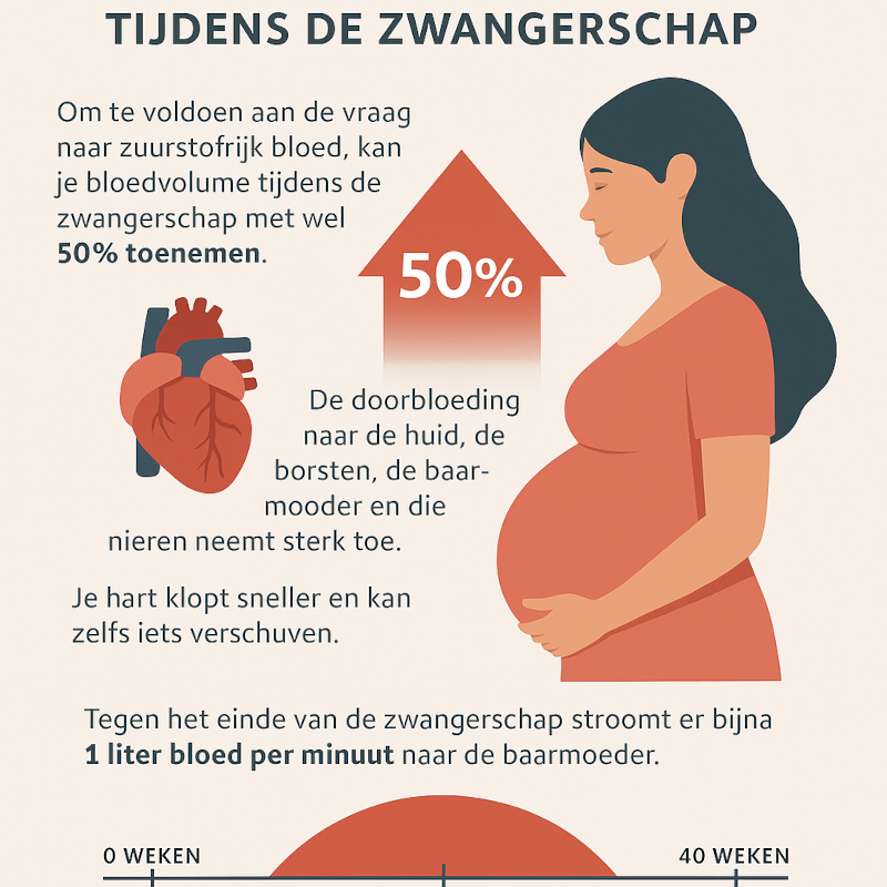 bloedvolume tijdens zwangerschap