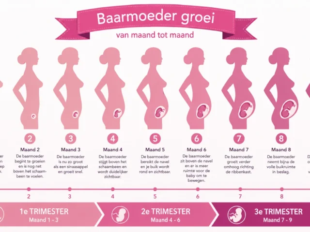 Je baarmoeder wordt groter en groter